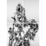 Sonnenblumen
